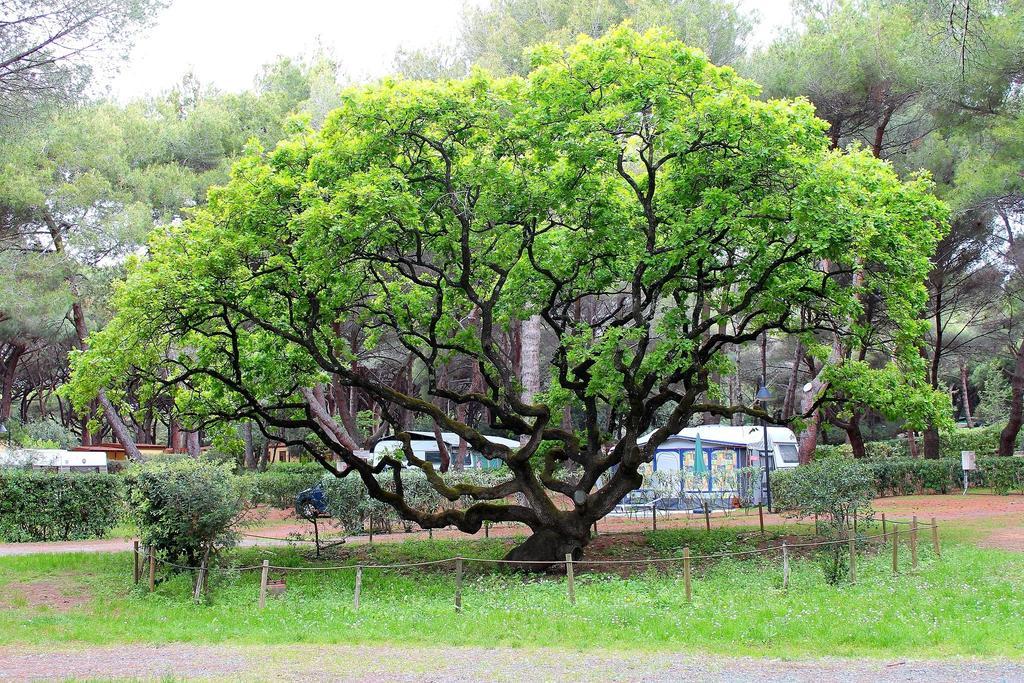 Le Esperidi Camping Ecoresort Marina Di Bibbona Exteriér fotografie
